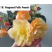 018. Бегония ампельная Fragrant Falls Peach 