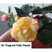 018. Бегония ампельная Fragrant Falls Peach 