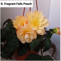 018. Бегония ампельная Fragrant Falls Peach 