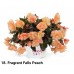 018. Бегония ампельная Fragrant Falls Peach 