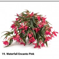019. Бегония ампельная Waterfall Encanto Pink