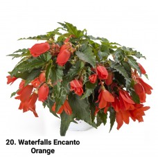 020. Бегония ампельная Waterfalls Encanto Orange