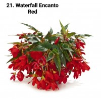 021. Бегония ампельная Waterfall Encanto Red