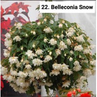 022. Бегония ампельная Belleconia Snow