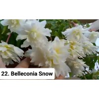 022. Бегония ампельная Belleconia Snow
