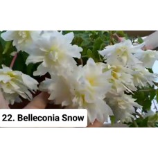 022. Бегония ампельная Belleconia Snow