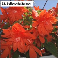 023. Бегония ампельная Belleconia Salmon