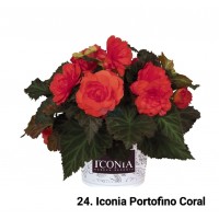 024. Бегония ампельная Iconia Portofino Coral