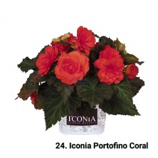 024. Бегония ампельная Iconia Portofino Coral
