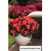024. Бегония ампельная Iconia Portofino Coral