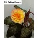 025. Бегония ампельная Belina Peach