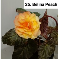 025. Бегония ампельная Belina Peach