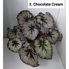 003. Бегония декоративнолиственная Chocolate Cream