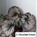 003. Бегония декоративнолиственная Chocolate Cream