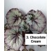 003. Бегония декоративнолиственная Chocolate Cream
