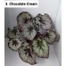 003. Бегония декоративнолиственная Chocolate Cream