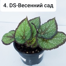 004. Бегония декоративнолиственная DS-Весенний сад