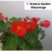 001. Бегония элатиор Dreams Garden Macarouge