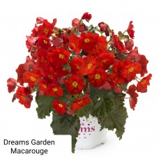 001. Бегония элатиор Dreams Garden Macarouge
