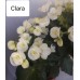 002. Бегония  Элатиор Clara