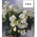 002. Бегония  Элатиор Clara