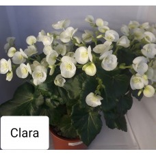 002. Бегония  Элатиор Clara