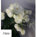 002. Бегония  Элатиор Clara