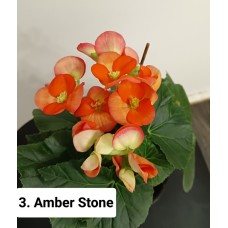003. Бегония Элатиор Amber Stone