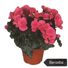 004. Бегония Элатиор Berseba