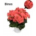 008. Бегония Элатиор Binos