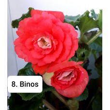 008. Бегония Элатиор Binos