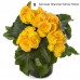 009. Бегония элатиор Yellow Stone