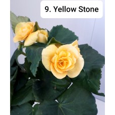 009. Бегония элатиор Yellow Stone