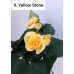 009. Бегония элатиор Yellow Stone