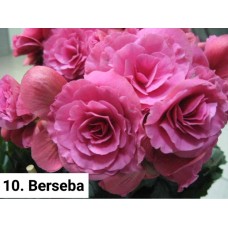 010. Бегония элатиор BERSEBA (Б)
