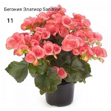 011. Бегония Элатиор Sandrine
