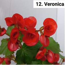 012. Бегония элатиор Veronica