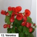 012. Бегония элатиор Veronica