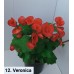 012. Бегония элатиор Veronica