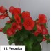 012. Бегония элатиор Veronica