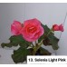 013. Бегония Элатиор Solenia Light Pink