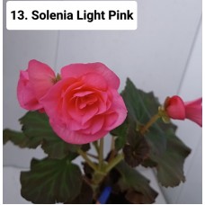 013. Бегония Элатиор Solenia Light Pink