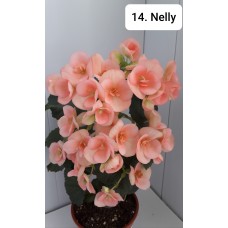 014. Бегония элатиор Nelly