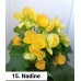 015. Бегония элатиор Nadine