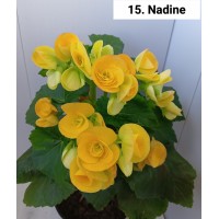 015. Бегония элатиор Nadine