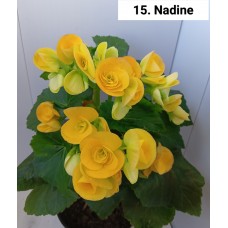 015. Бегония элатиор Nadine