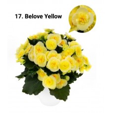 017. Бегония элатиор Belove Yellow