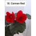 018. Бегония элатиор Carmen Red