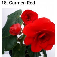 018. Бегония элатиор Carmen Red