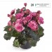 020. Бегония Элатиор Frivola Pink